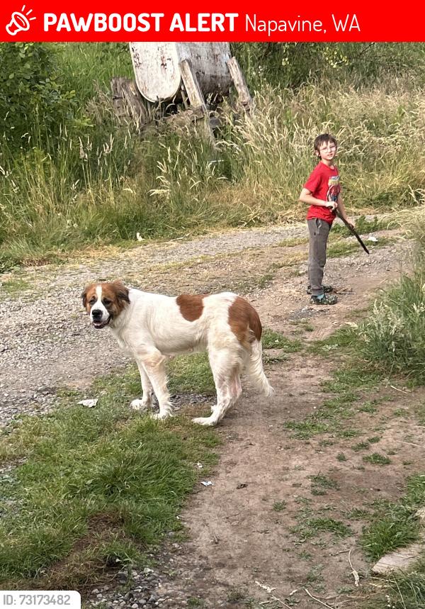 Lost Female Dog last seen Kirkland road, Napavine, WA 98532
