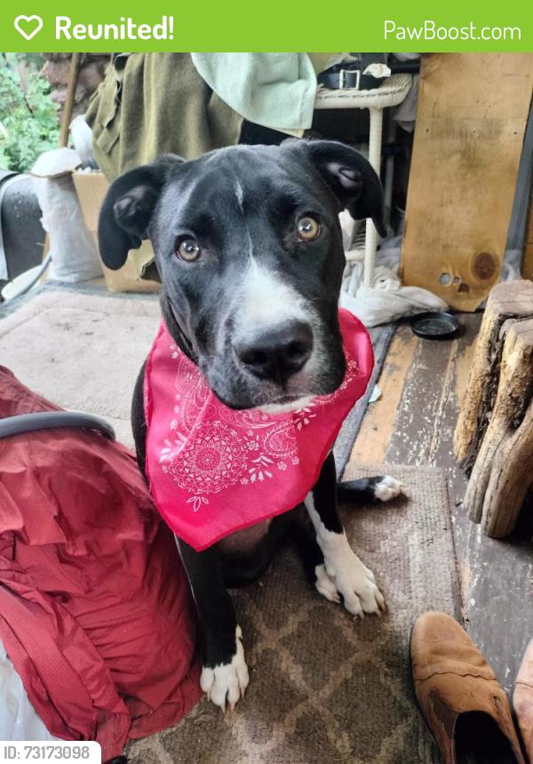 Reunited Male Dog last seen Pikes Peak and 36th St, Colorado Springs, CO 80904