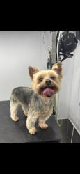 Lost Female Dog last seen Near NW 193rd Terr, Hialeah, FL 33015