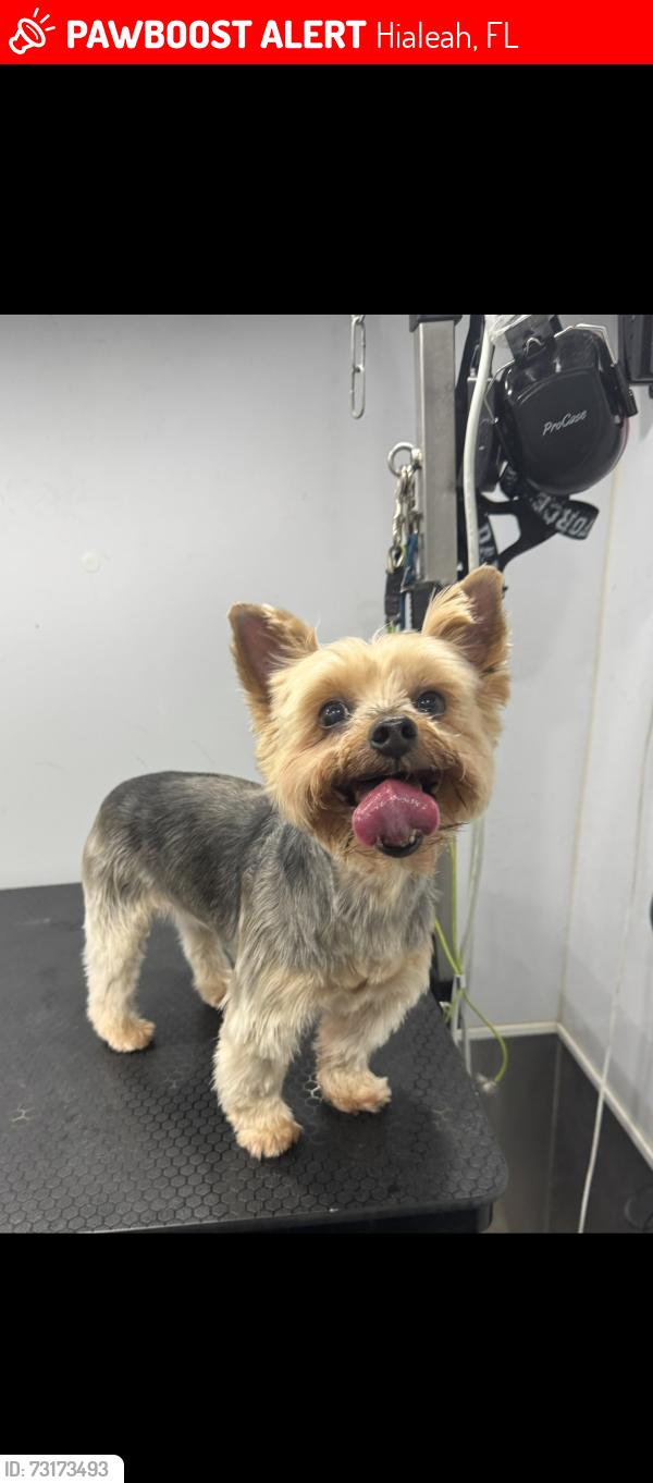 Lost Female Dog last seen Near NW 193rd Terr, Hialeah, FL 33015
