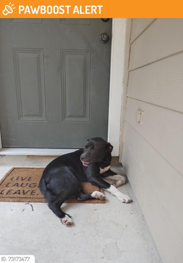 Found/Stray Female Dog last seen TC Jester and Bammel N Houston, Villas At Northpark, TX 77014