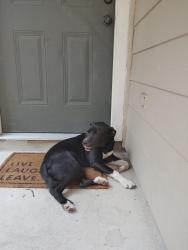 Found/Stray Female Dog last seen TC Jester and Bammel N Houston, Villas At Northpark, TX 77014