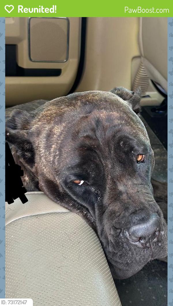 Reunited Unknown Dog last seen Dallas national golf club, Dallas, TX 75211