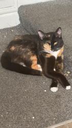 Reunited Female Cat last seen Home, Endborne Road, Merseyside, England 