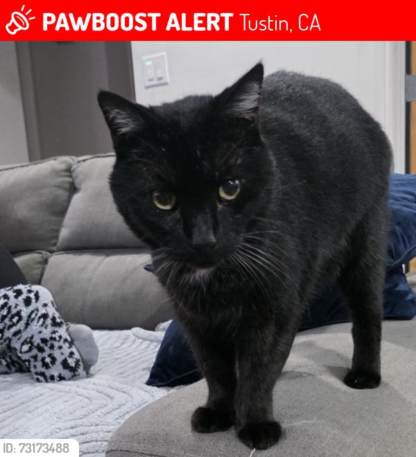 Lost Male Cat last seen Prospect/17th St., Tustin, CA 92780