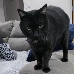 Lost Male Cat last seen Prospect/17th St., Tustin, CA 92780