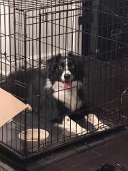 Reunited Female Dog last seen McDonald’s, Huntsville, AL 35810
