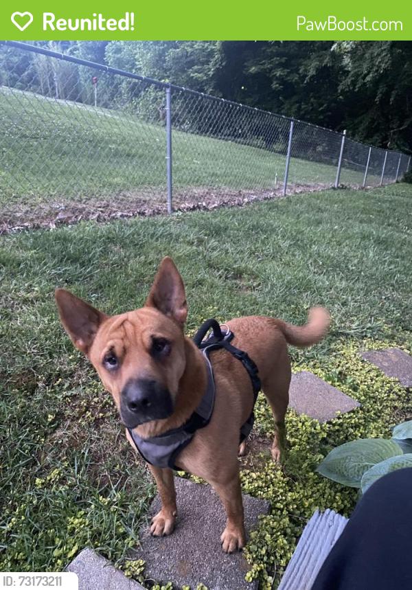 Reunited Male Dog last seen Central Ave, Elizabethton, TN 37643