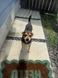 Found/Stray Male Dog last seen Alamodome, San Antonio, TX 78210