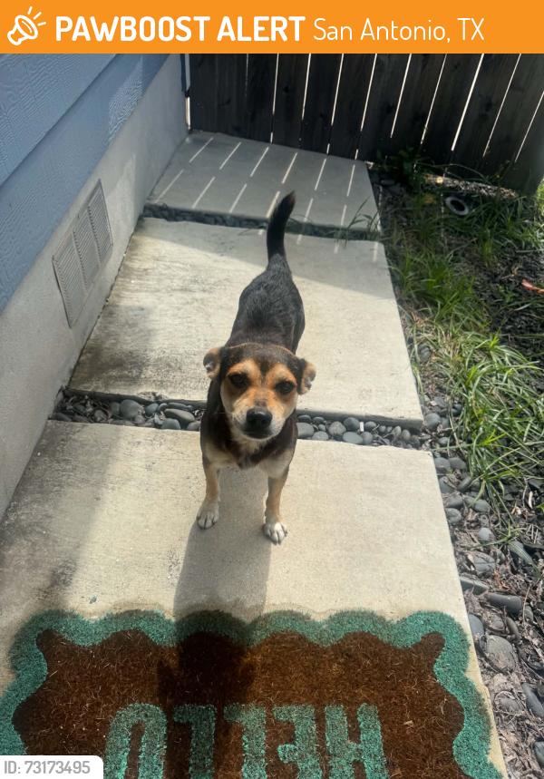 Found/Stray Male Dog last seen Alamodome, San Antonio, TX 78210