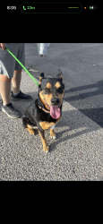 Found/Stray Unknown Dog last seen Unser & 2nd, Rio Rancho, NM 87124