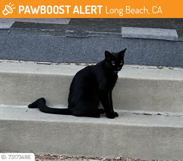 Found/Stray Unknown Cat last seen Conant between Greenbriar and Charlemagne, Long Beach, CA 90808