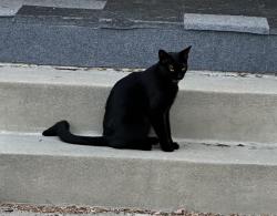 Found/Stray Unknown Cat last seen Conant between Greenbriar and Charlemagne, Long Beach, CA 90808