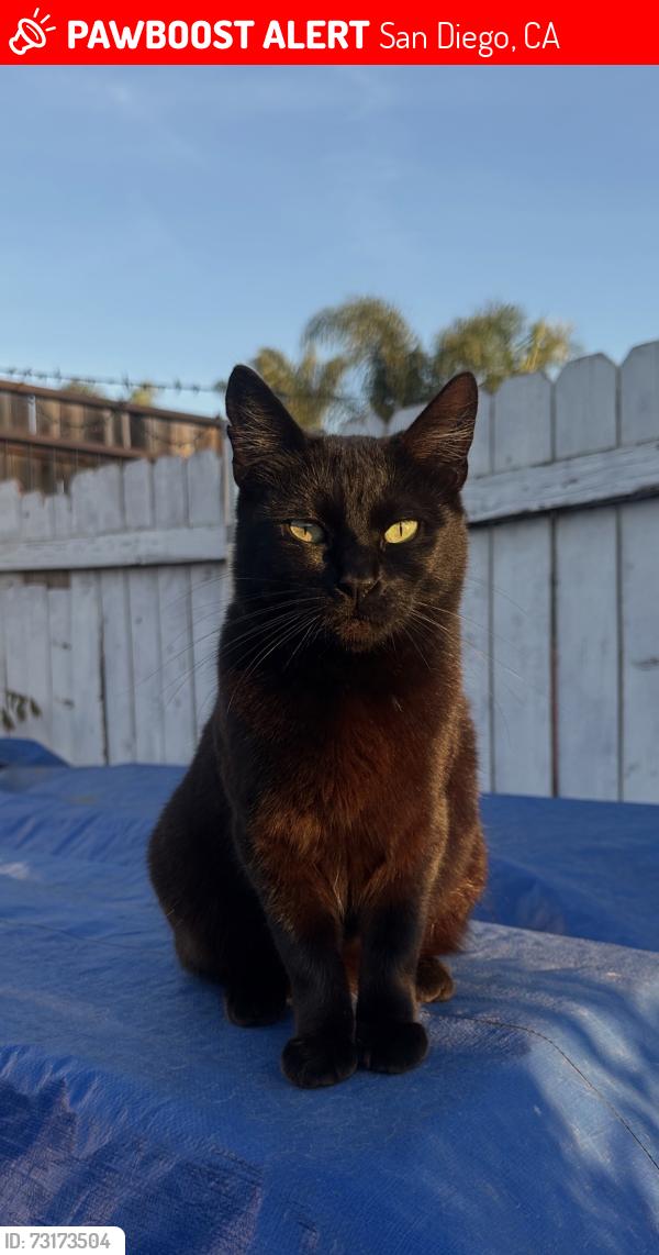 Lost Female Cat last seen Behind Palm & Beyer Starbucks & CVS, San Diego, CA 92154