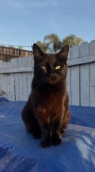 Lost Female Cat last seen Behind Palm & Beyer Starbucks & CVS, San Diego, CA 92154