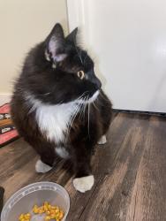 Lost Male Cat last seen By Davis, Yakima, WA 98902