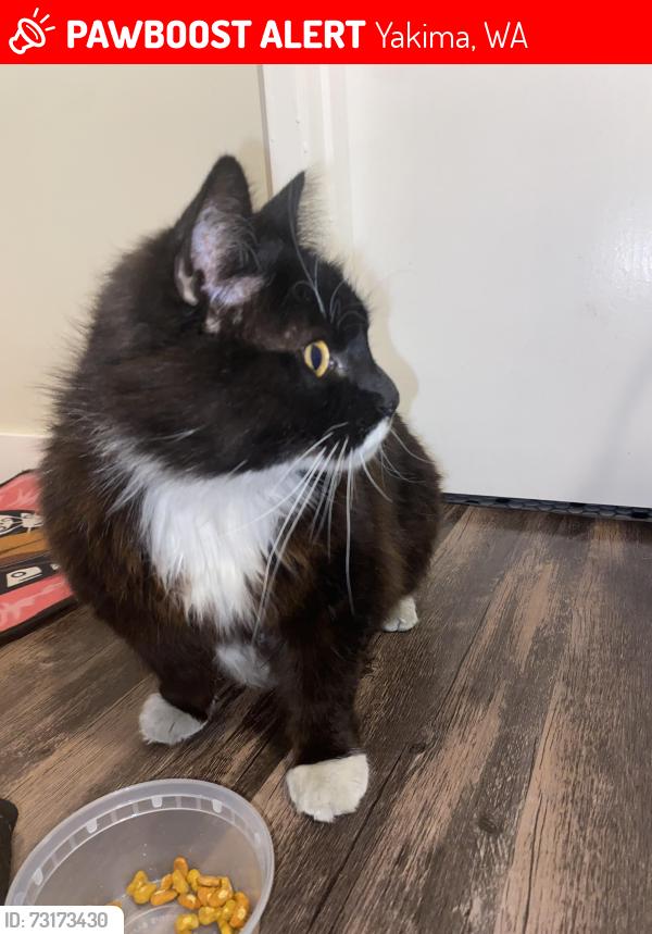 Lost Male Cat last seen By Davis, Yakima, WA 98902