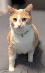 Lost Male Cat last seen Center Avenue, Butler PA, Butler, PA 16001