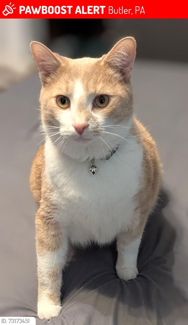 Lost Male Cat last seen Center Avenue, Butler PA, Butler, PA 16001