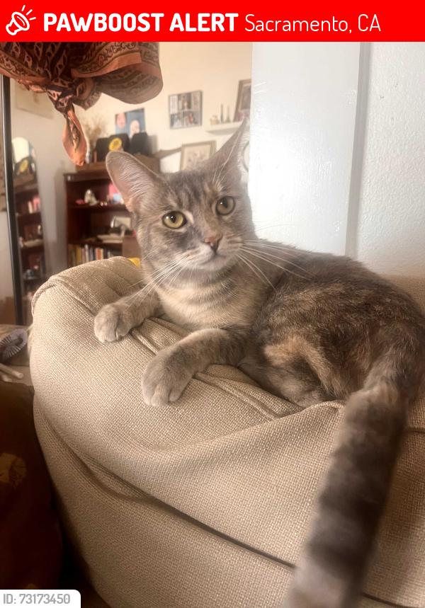 Lost Female Cat last seen 13th Street between 43rd Ave and Norfolk Way, Across from Alice Birney K-8 School, Sacramento, CA 95831