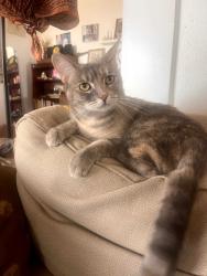 Lost Female Cat last seen 13th Street between 43rd Ave and Norfolk Way, Across from Alice Birney K-8 School, Sacramento, CA 95831