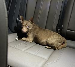 Found/Stray Male Dog last seen On Forest Ave by Grassroots Marijuana, Portland, ME 04103