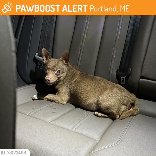 Found/Stray Male Dog last seen On Forest Ave by Grassroots Marijuana, Portland, ME 04103