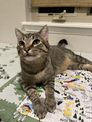 Reunited Male Cat last seen 54th and Indiana, Fairmount, CO 80403
