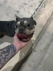 Reunited Female Dog last seen Lace flower way/ North Rail, Conroe, TX 77385