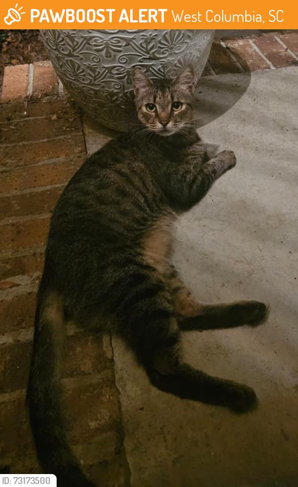 Found/Stray Unknown Cat last seen Pine Lake Dr & Holly Ridge Lane, West Columbia, SC 29169