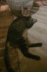 Found/Stray Unknown Cat last seen Pine Lake Dr & Holly Ridge Lane, West Columbia, SC 29169