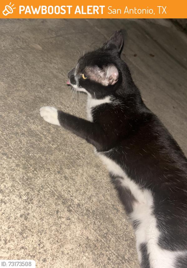 Found/Stray Female Cat last seen De Zavala by Chick-fil-A, San Antonio, TX 78249