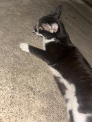 Found/Stray Female Cat last seen De Zavala by Chick-fil-A, San Antonio, TX 78249