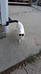 Found/Stray Male Cat last seen 570th ave, Prescott, WI 54021