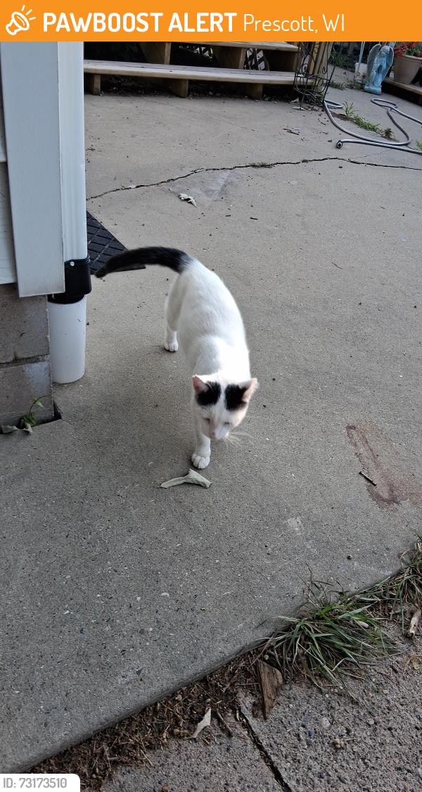 Found/Stray Male Cat last seen 570th ave, Prescott, WI 54021