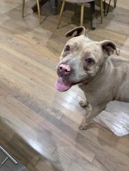 Reunited Female Dog last seen Ferguson & I30, Dallas, TX 75223