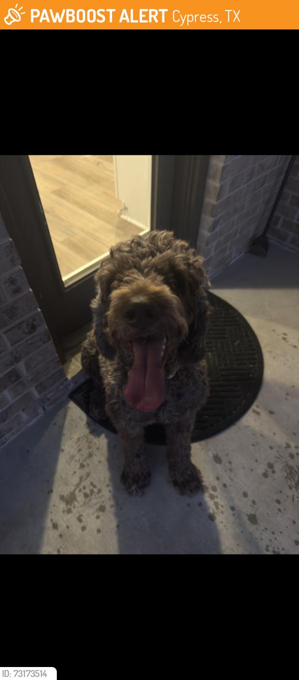 Found/Stray Male Dog last seen Shrimp plant and tropical forest way, Cypress, TX 77433