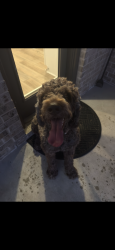 Found/Stray Male Dog last seen Shrimp plant and tropical forest way, Cypress, TX 77433