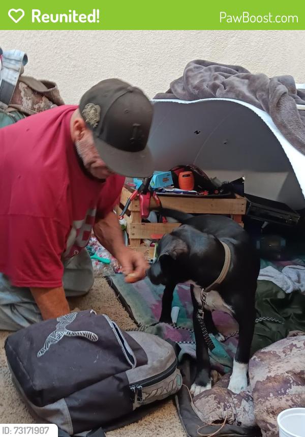 Reunited Male Dog last seen Central Ave and san bernadino st Montclair ca 91763 USA gas station, Montclair, CA 91763