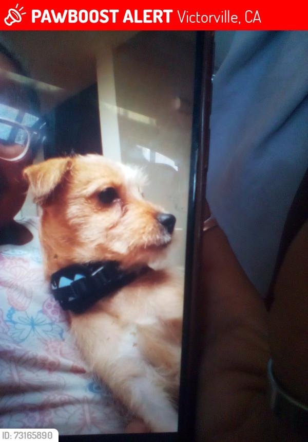 Lost Male Dog last seen Arrowhead rd, Victorville, CA 92395