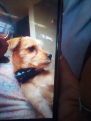 Lost Male Dog last seen Arrowhead rd, Victorville, CA 92395