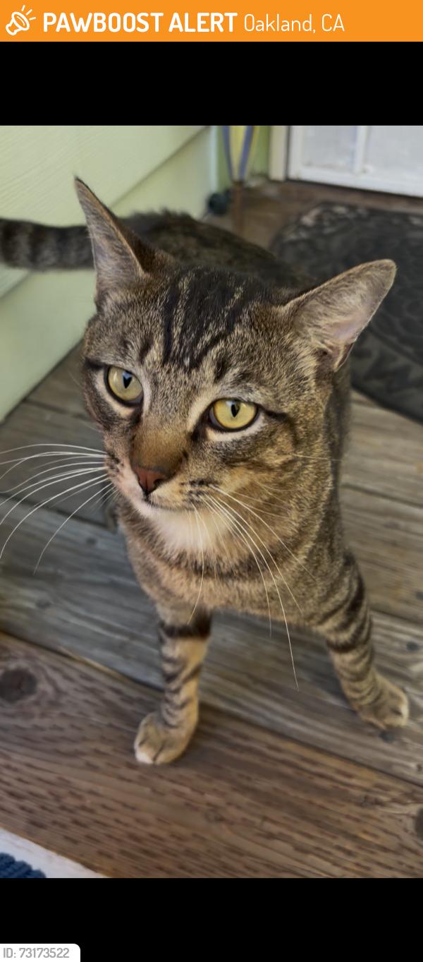 Found/Stray Male Cat last seen Eden Lane and 35th Ave, Oakland, CA 94601
