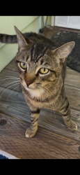 Found/Stray Male Cat last seen Eden Lane and 35th Ave, Oakland, CA 94601