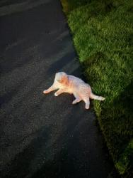 Found/Stray Unknown Cat last seen Parish Lane & Frogtown, New Canaan, CT 06840