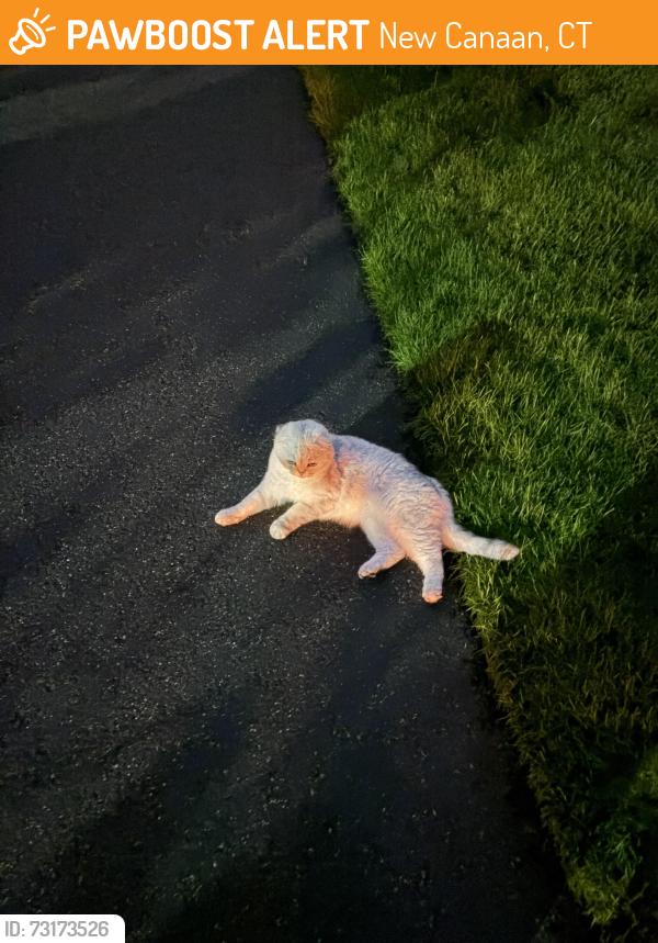 Found/Stray Unknown Cat last seen Parish Lane & Frogtown, New Canaan, CT 06840