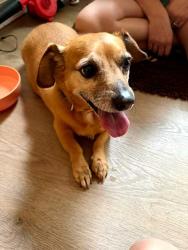 Found/Stray Unknown Dog last seen SW Hensley road and cherry park, Troutdale, OR 97060