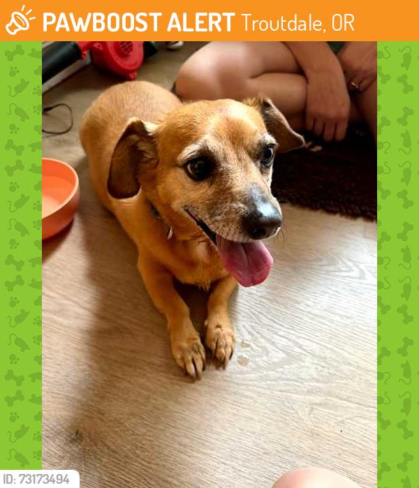 Found/Stray Unknown Dog last seen SW Hensley road and cherry park, Troutdale, OR 97060