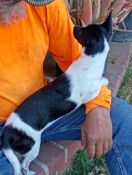 Reunited Female Dog last seen Richwood- El Monte, El Monte, CA 91731
