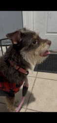 Found/Stray Male Dog last seen 15th street and Homan Ave, Chicago, IL 60623