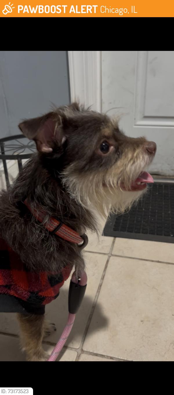 Found/Stray Male Dog last seen 15th street and Homan Ave, Chicago, IL 60623